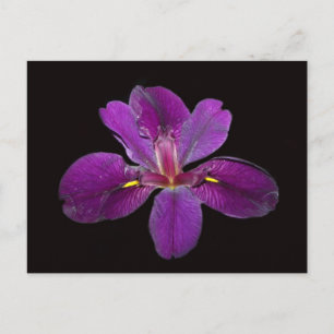 Louisiana Gamecock Iris Flower Briefkaart