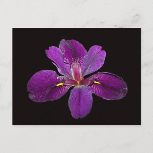 Louisiana Gamecock Iris Flower Briefkaart (Voorkant)