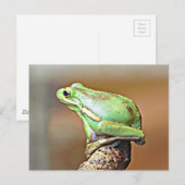 Louisiana Green Tree Frog Briefkaart (Voorkant / Achterkant)