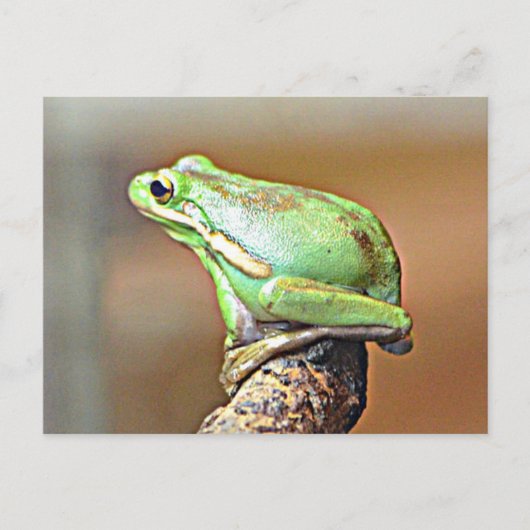Louisiana Green Tree Frog Briefkaart (Voorkant)
