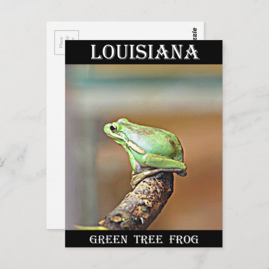 Louisiana Green Tree Frog Briefkaart (Voorkant / Achterkant)