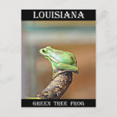 Louisiana Green Tree Frog Briefkaart (Voorkant)
