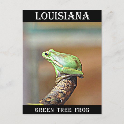 Louisiana Green Tree Frog Briefkaart (Voorkant)