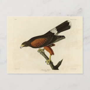Louisiana (Harris's) Hawk Audubon Birds of America Briefkaart