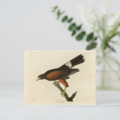 Louisiana (Harris's) Hawk Audubon Birds of America Briefkaart (Staand voorkant)