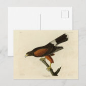 Louisiana (Harris's) Hawk Audubon Birds of America Briefkaart (Voorkant / Achterkant)