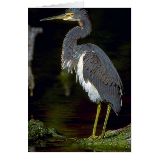 Louisiana heron (Voorkant)
