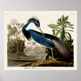 Louisiana Heron, 1834, Uit de vogels van Amerika Poster
