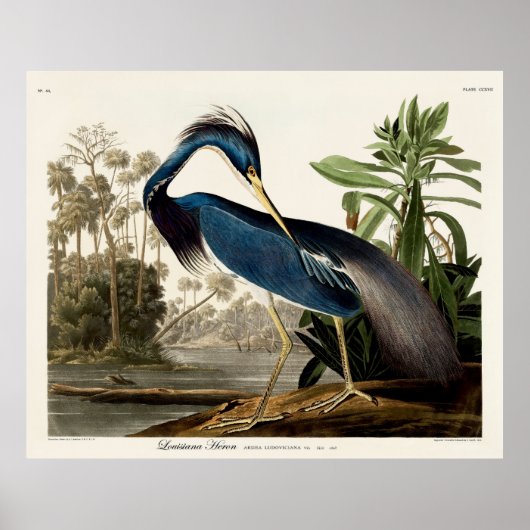 Louisiana Heron, 1834, Uit de vogels van Amerika Poster (Voorkant)