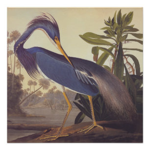 Louisiana Heron Audubon  Art Bookplate Perfect Poster