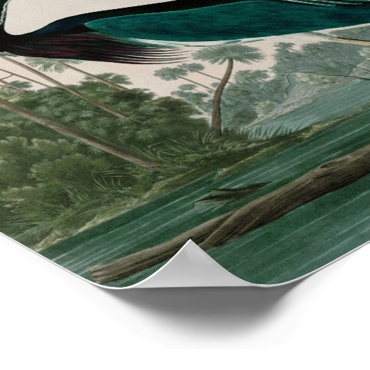 Louisiana Heron Birds of America Audubon Print (Hoek)