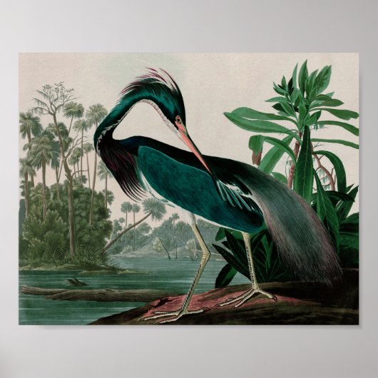 Louisiana Heron Birds of America Audubon Print (Voorkant)