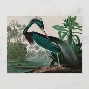 Louisiana Heron Birds of America Audubon Print Feestdagenkaart