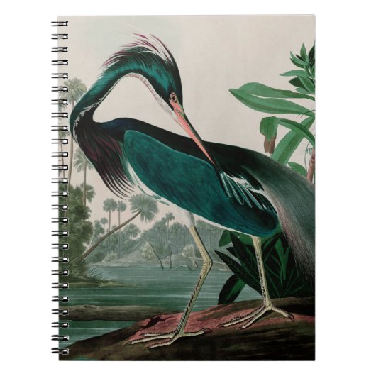 Louisiana Heron Birds of America Audubon Print Notitieboek (Voorkant)