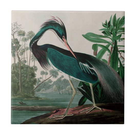 Louisiana Heron Birds of America Audubon Print Tegeltje (Voorkant)