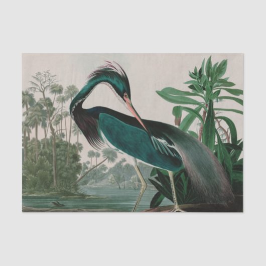 Louisiana Heron Birds of America Audubon Print Tissuepapier (Voorkant)