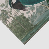 Louisiana Heron Birds of America Audubon Print Tissuepapier (Detail)