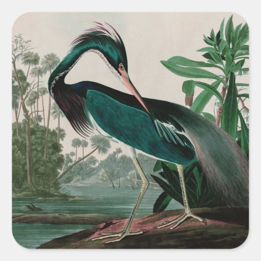 Louisiana Heron Birds of America Audubon Print Vierkante Sticker (Voorkant)