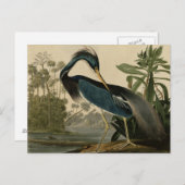 Louisiana Heron Briefkaart (Voorkant / Achterkant)