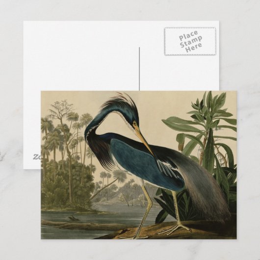 Louisiana Heron Briefkaart (Voorkant / Achterkant)