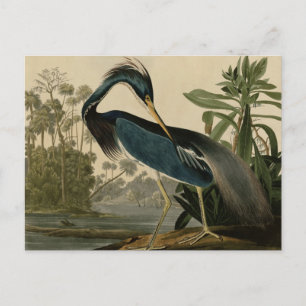 Louisiana Heron Briefkaart