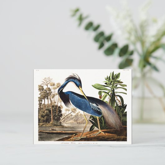 Louisiana Heron Briefkaart (Staand voorkant)