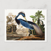 Louisiana Heron Briefkaart (Voorkant)
