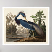 Louisiana Heron door het Poster van Audubon (Voorkant)