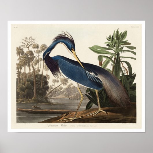 Louisiana Heron door het Poster van Audubon (Voorkant)