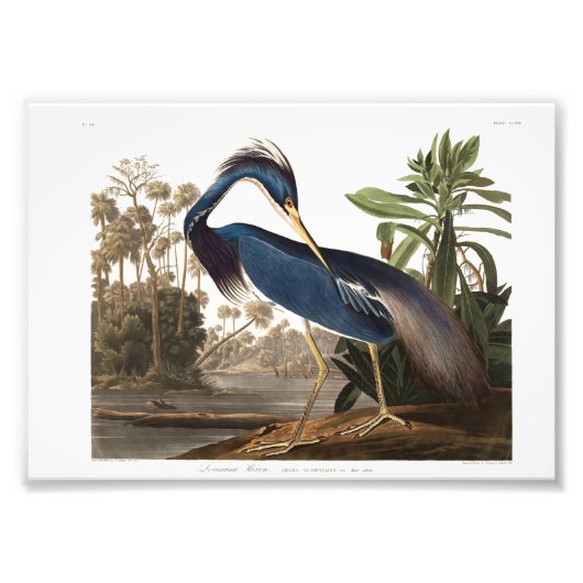Louisiana Heron from Birds of America (1827) Foto Afdruk (Voorkant)