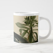 Louisiana Heron Grote Koffiekop (Rechts)