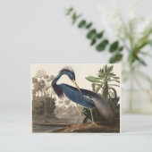 Louisiana Heron John Audubon Briefkaart (Staand voorkant)