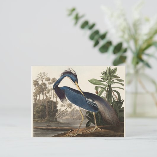 Louisiana Heron John Audubon Briefkaart (Staand voorkant)
