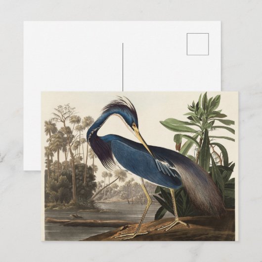 Louisiana Heron John Audubon Briefkaart (Voorkant / Achterkant)