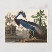 Louisiana Heron John Audubon Briefkaart (Voorkant)