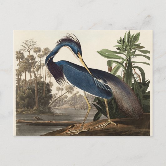 Louisiana Heron John Audubon Briefkaart (Voorkant)