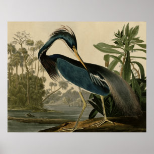 Louisiana Heron Poster