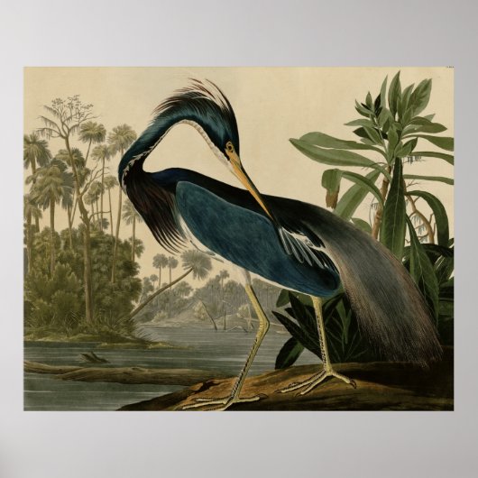 Louisiana Heron Poster (Voorkant)
