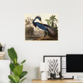 Louisiana Heron uit de vogelstand van Amerika (182 Poster (Thuiskantoor)