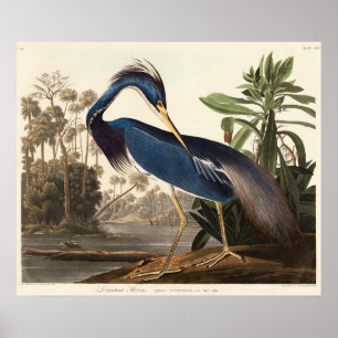 Louisiana Heron uit de vogelstand van Amerika (182 Poster