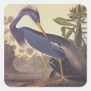Louisiana Heron van Audubon of Tricolored Heron Vierkante Sticker