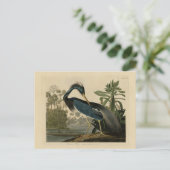 Louisiana Heron - van de Amerikaanse vogels van Au Briefkaart (Staand voorkant)