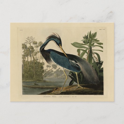Louisiana Heron - van de Amerikaanse vogels van Au Briefkaart (Voorkant)