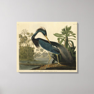 Louisiana Heron - van de Amerikaanse vogels van Au Canvas Afdruk