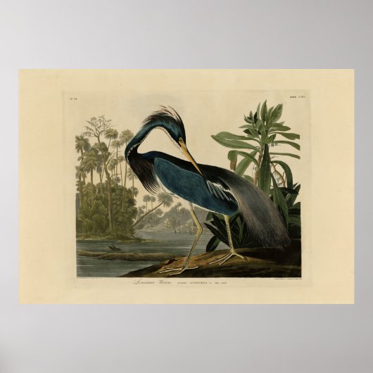 Louisiana Heron - van de Amerikaanse vogels van Au Poster (Voorkant)