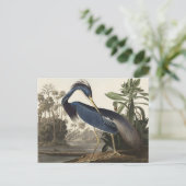 Louisiana Heron van de vogels van Amerika Briefkaart (Staand voorkant)