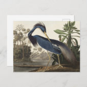 Louisiana Heron van de vogels van Amerika Briefkaart (Voorkant / Achterkant)