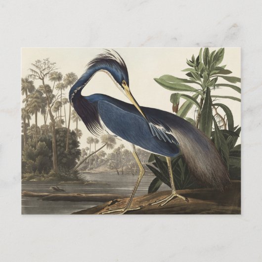 Louisiana Heron van de vogels van Amerika Briefkaart (Voorkant)