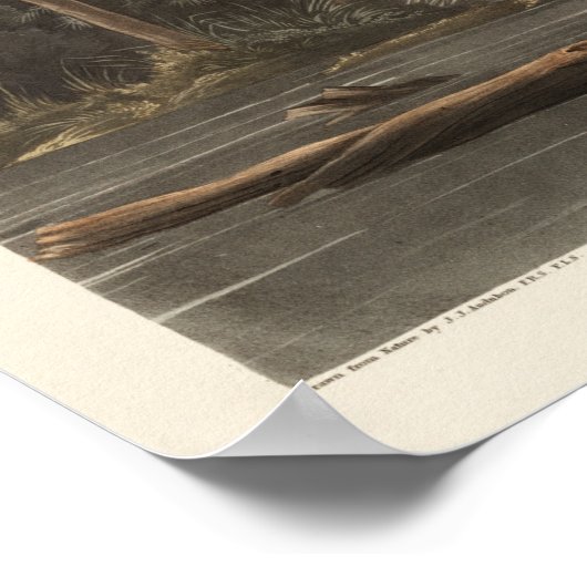 Louisiana Heron van de vogels van Amerika Poster (Hoek)