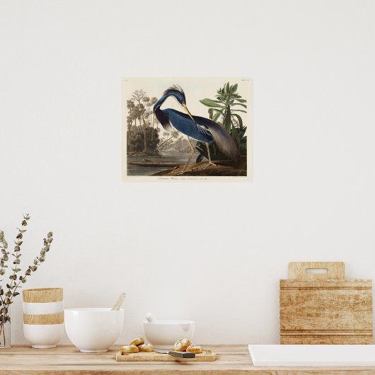 Louisiana Heron van de vogels van Amerika Poster (Keuken)